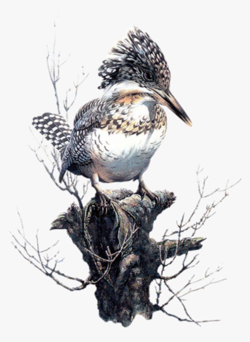#bird #kingfisher #freetoedit - Birds In Art