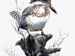 #bird #kingfisher #freetoedit - Birds In Art