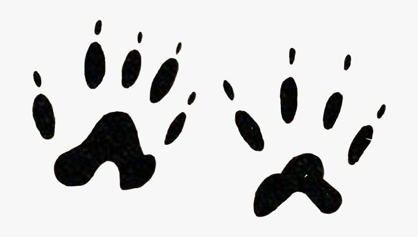 Footprints Animal Tatoo Wild Paw