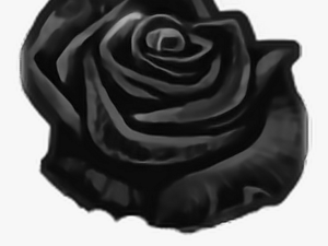 Mq Black Rose Roses Flowers Flower - Floribunda