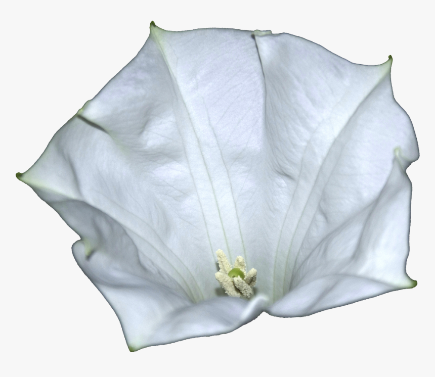 Datura-metel Flower - Datura Png