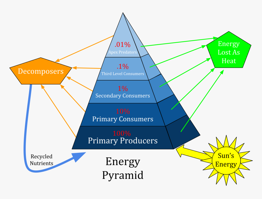 Levels Of Energy Pyramid