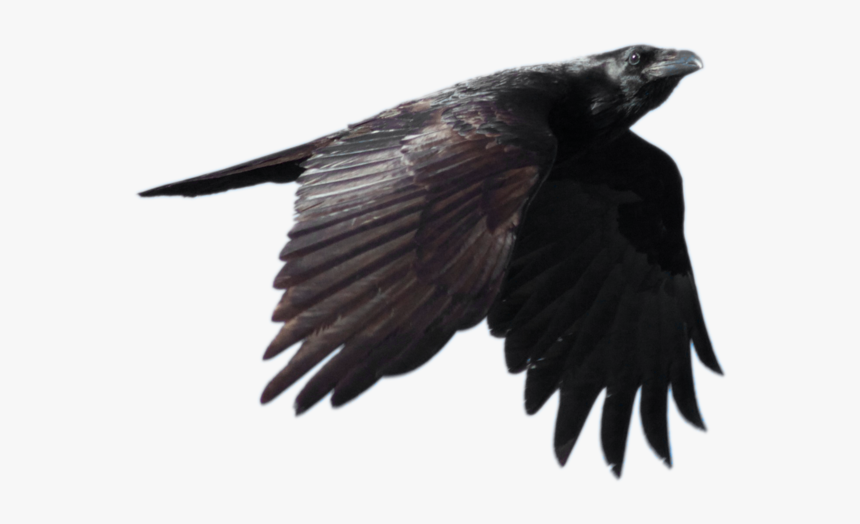 Common Raven Png Background Imag