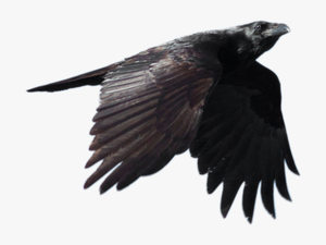 Common Raven Png Background Image