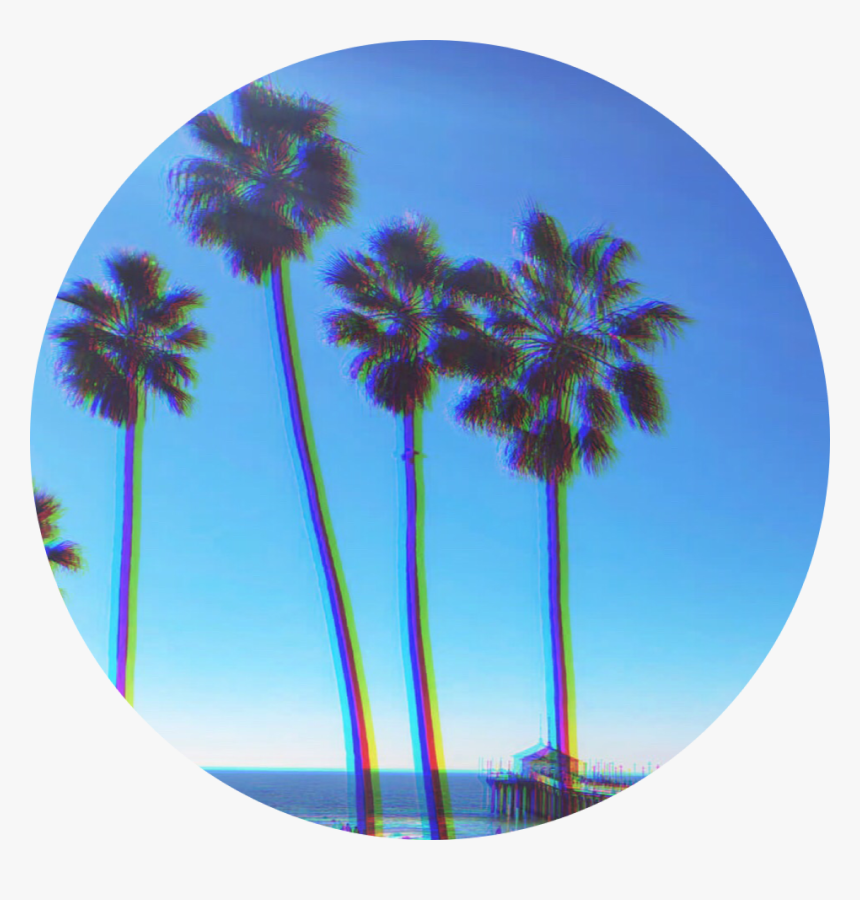Palmtree Background - Desert Pal
