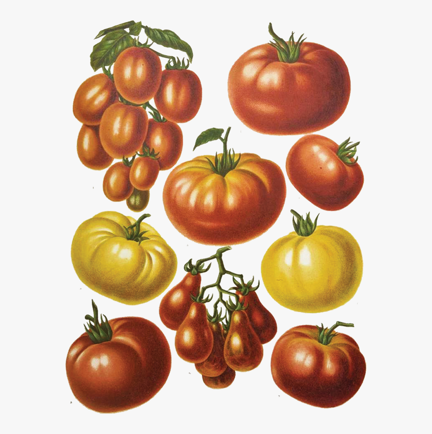 Transparent Whopper Png - Botanical Print Tomato