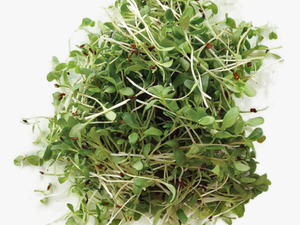 Alfalfa - Micro Plants