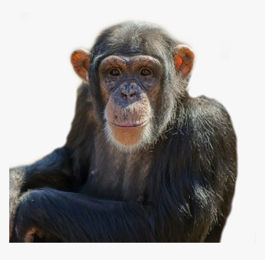 #monkey #animal #chimpanzee #chimp #zoo - Common Chimpanzee