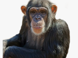 #monkey #animal #chimpanzee #chimp #zoo - Common Chimpanzee