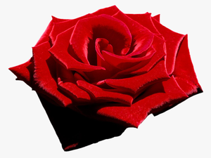 Velvet Rose Clip Art