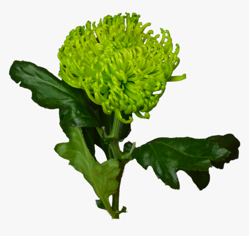 Green Chrysanthemum Flower Shop Studio Flores - Хризантема Зелёная Png