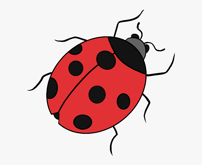 Drawing Ladybird Beetle Image Tutorial Clip Art
