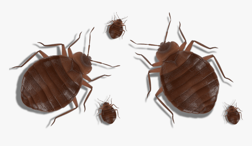 Bed Bugs On A White Background -