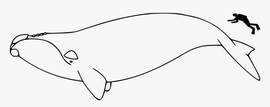 North Atlantic Right Whale Outline