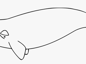 North Atlantic Right Whale Outline