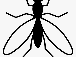 Mosquito From Top View - Mosquito Vector Art