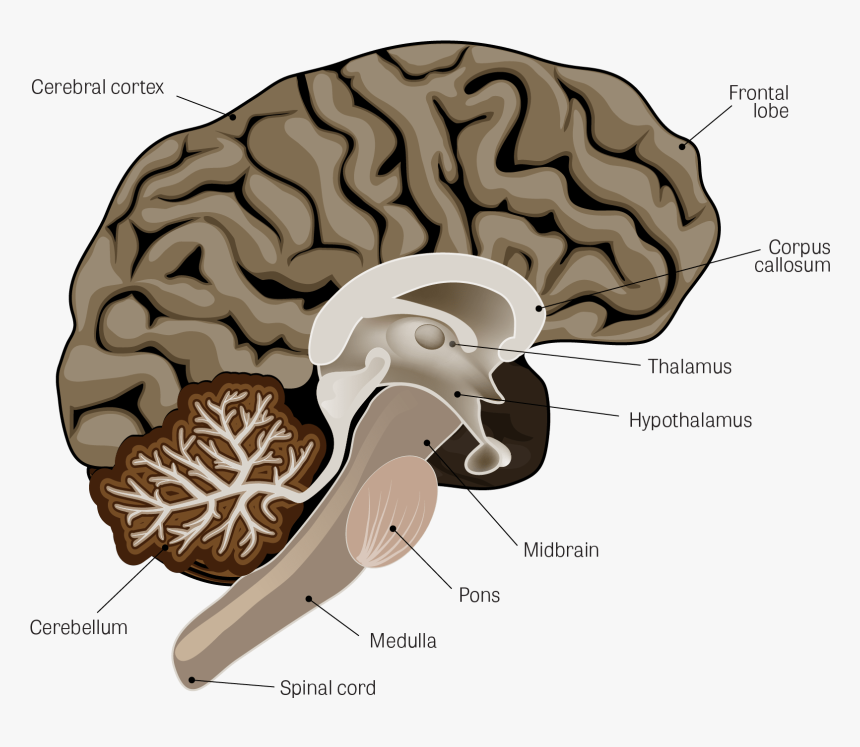 Parkinsons Brain