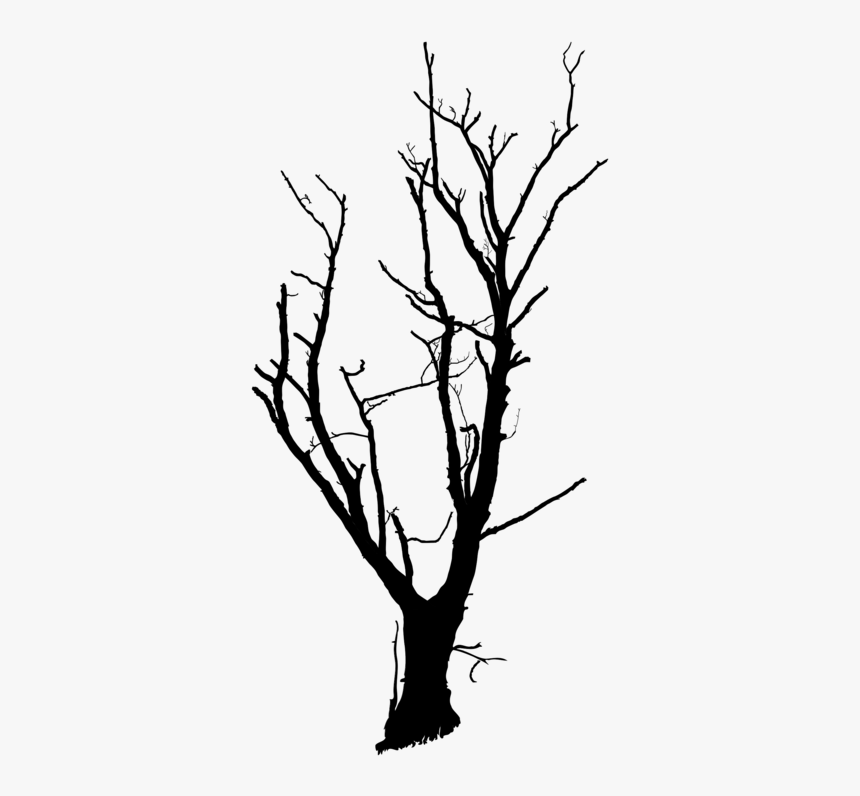 Trunk Tree Branch Snag Drawing C