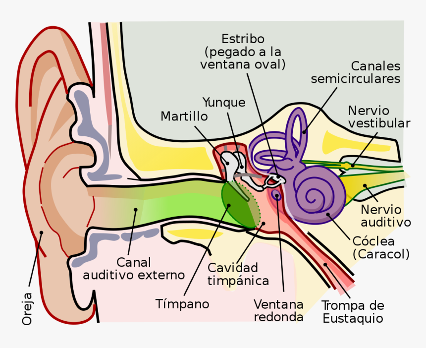 Anatomy Of The Human Ear Ro - Pa