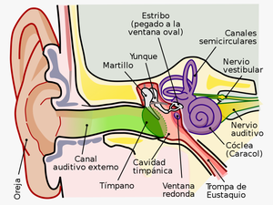 Anatomy Of The Human Ear Ro - Parts Of The Ear Clipart