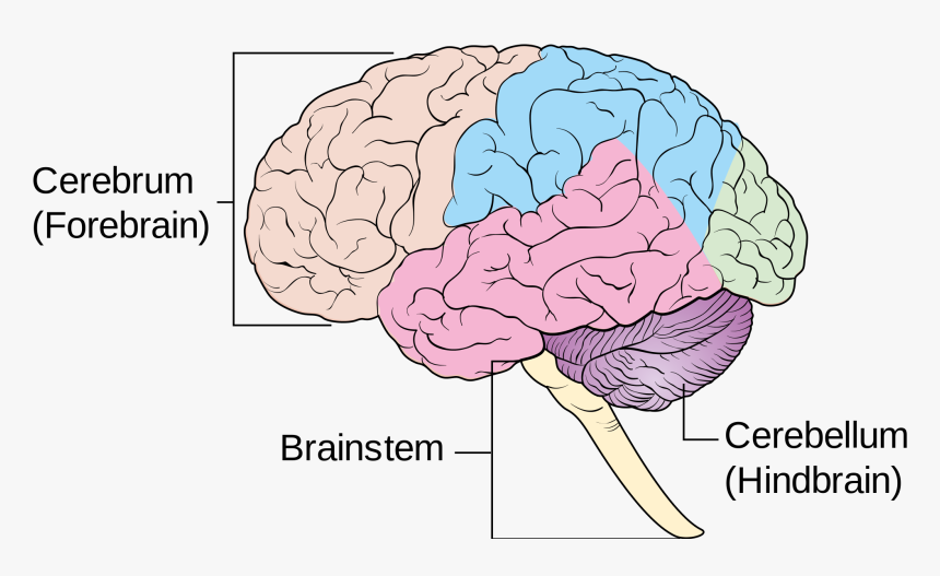 Female Diagram Brain - 4 Main Co