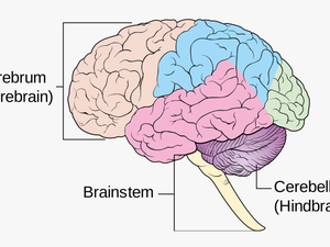 Female Diagram Brain - 4 Main Components Of The Brain