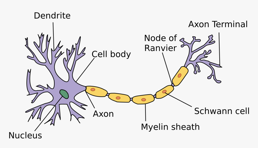 Https - //en - M - Wikipedia - - Svg - Basic Parts Of Neuron