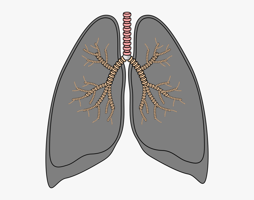 Lungs Png - Smokers Lungs Clipart