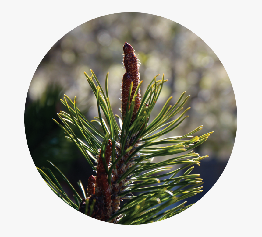 Two Needle Pinyon Pine