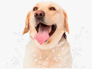 Conga´s Pet Grooming - Labrador Lengua