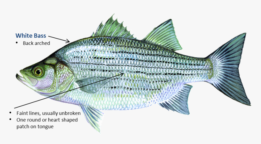 White Bass - Fish In Oklahoma