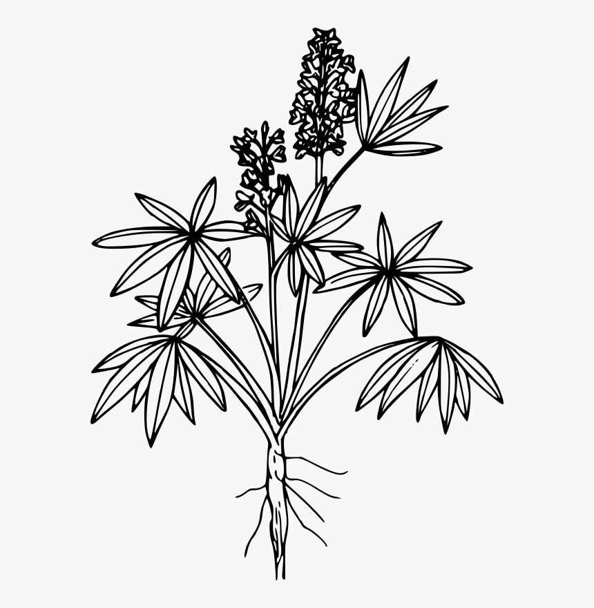 Tailcup Lupine - Coloring Page
