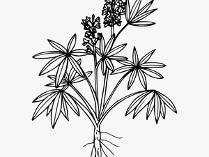 Tailcup Lupine - Coloring Page