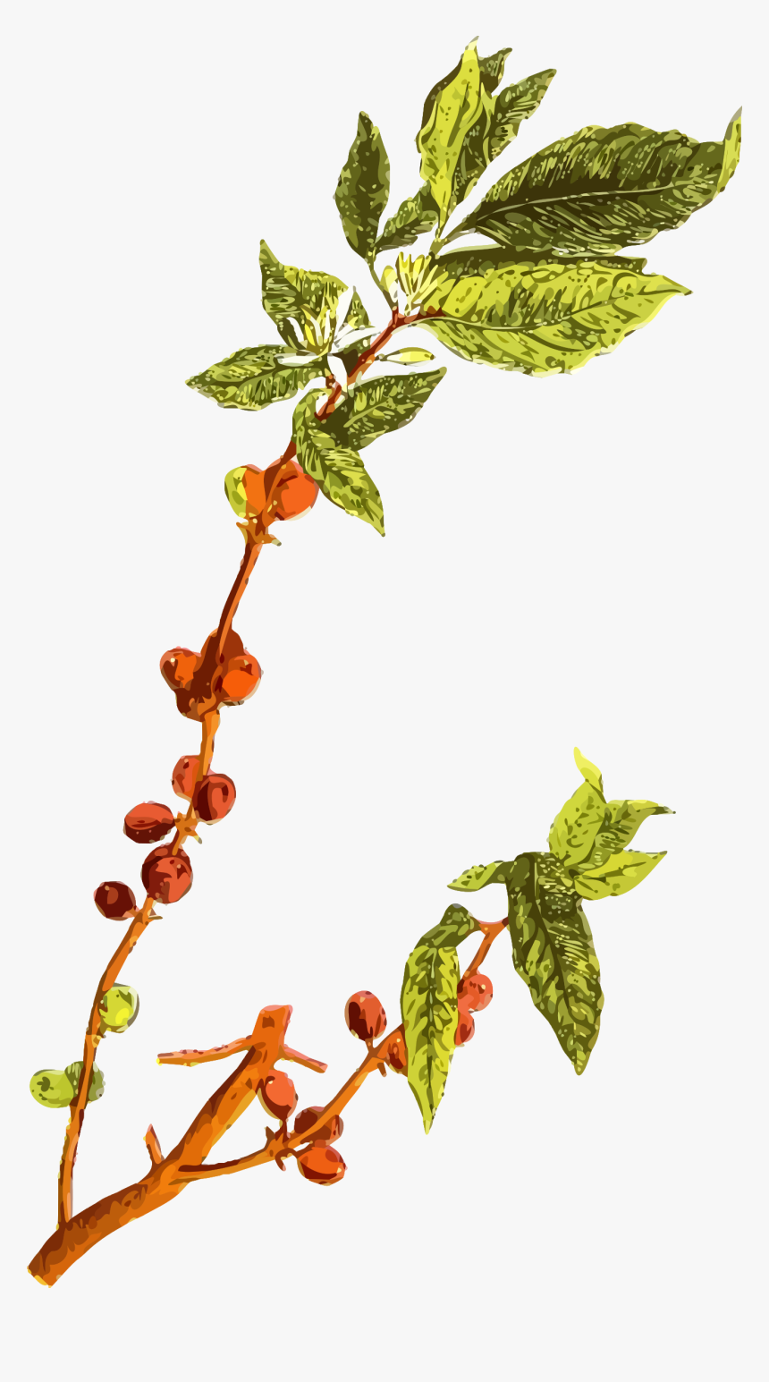 Botanical Drawing Tree - Coffee 