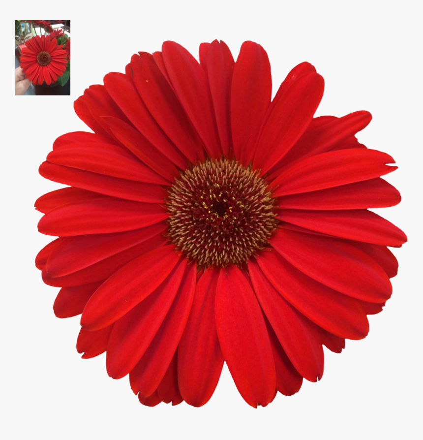 Download Daisy Png Photos - Marg