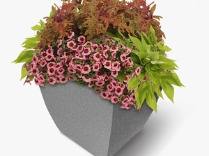 Square Commercial Planter W-flowers - Superbells Strawberry Punch