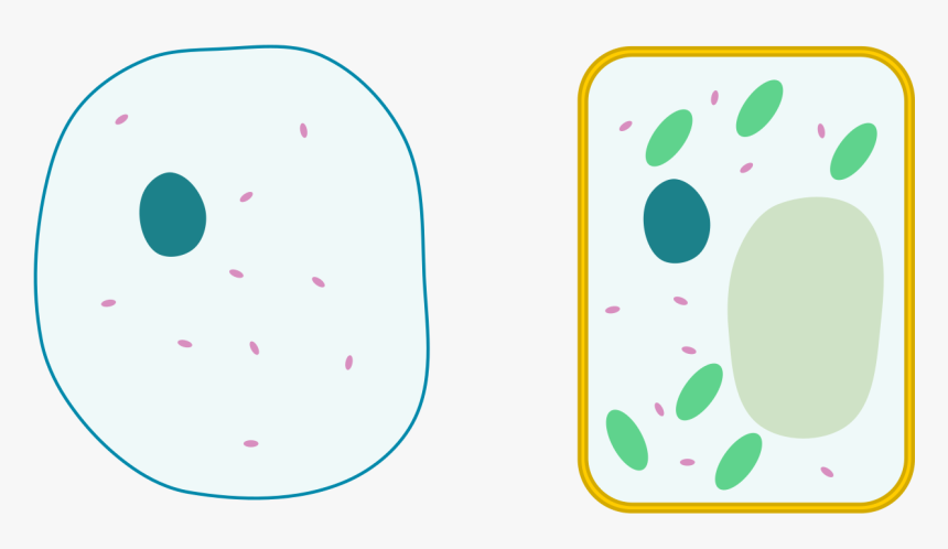 Animal Cell Png