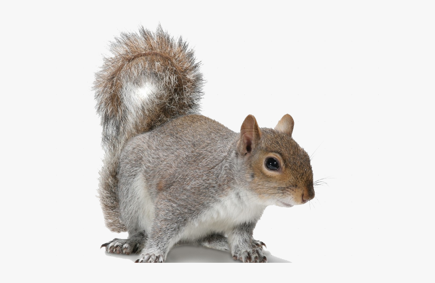 Transparent Acorn Clipart - Make A Decision Squirrel Quote