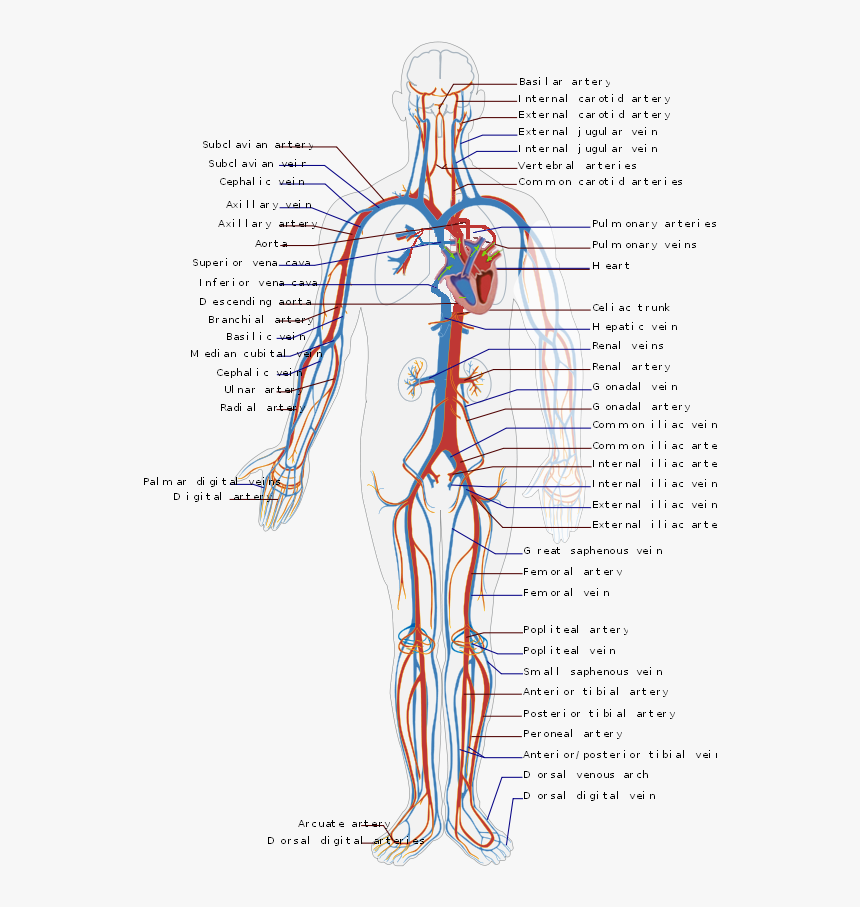 Circulatory System En - Circulatory System Diagram