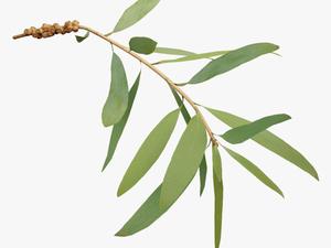 Tree Branch With Leaves Png