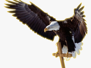 Job Experience Icon Png Download - Facebook Cover Photo Eagle