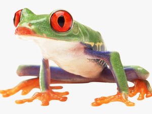 Frog Png Image - Tree Frog Png