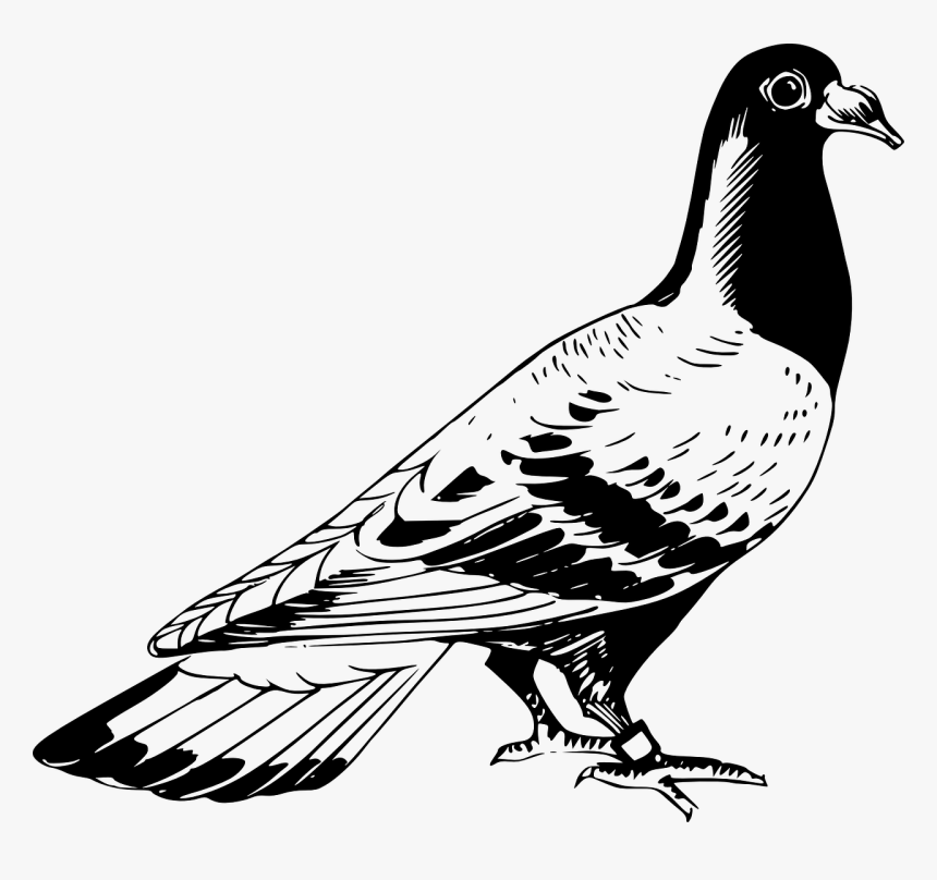 Pigeon Clipart Black And White