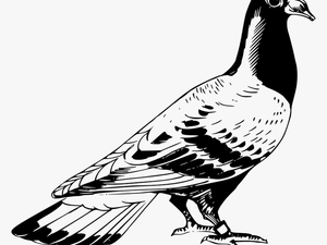 Pigeon Clipart Black And White