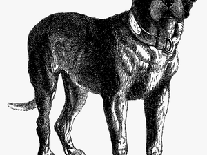Digital Dog Download Vintage Mastiff Clip Art - Dog Illustration No Background