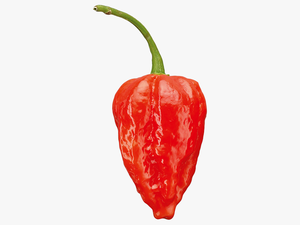 Chili Pepper Png