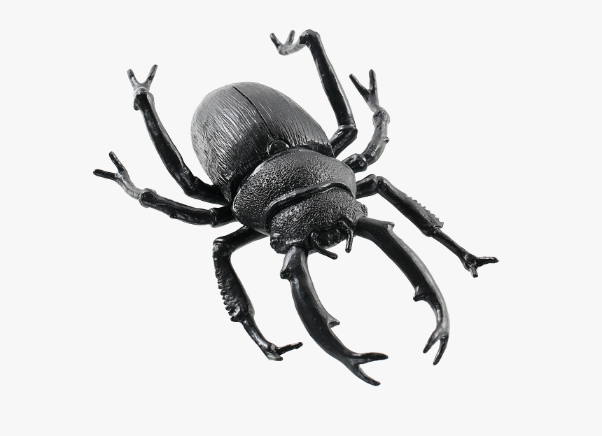 Animals Png Images - Dung Beetle