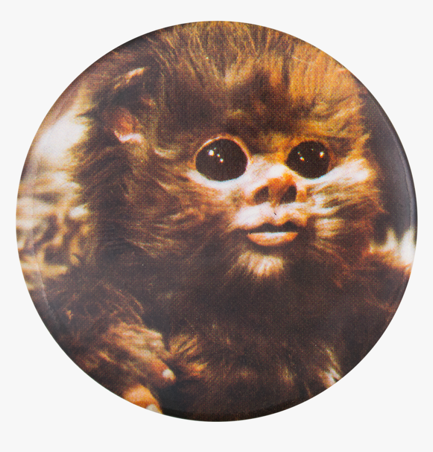 Ewok Star Wars Entertainment Button Museum - Star Wars Ewok Baby