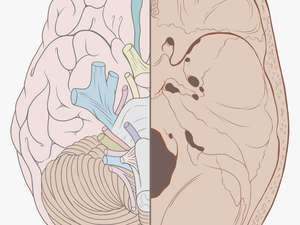 Cranial Nerves On Brain And Skull