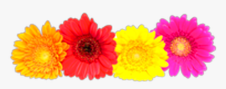 #ftestickers #flowers #flowercrown #gerbera #colorful - Gerberas Png